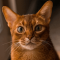 Abyssinian cat profile picture