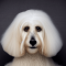 Afghan Chon dog profile picture