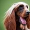 Afghan Spaniel dog profile picture