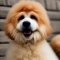 Aki-Poo kutya profilkép