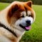 Akita Chow dog profile picture
