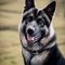 Akita Shepherd dog profile picture