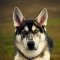 Alaskan Husky Shepherd dog profile picture