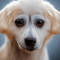 Alopekisz kutya profilkép