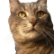 American Bobtail cat profile picture
