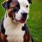 American Bull-Aussie dog profile picture