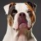 American Bully Staffy Bull Terrier kutya profilkép