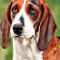 American Foxhound dog profile picture