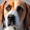 American Lab Foxhound kutya profilkép