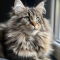 American Longhair cat profile picture