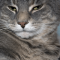 Amerikai polidaktil macska profilképe