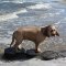 Amerikai vízispániel kutya profilkép
