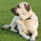 Anatolian Shepherd Dog dog profile picture