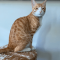 Arabian Mau cat profile picture