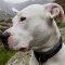 Argentine Dogo dog profile picture