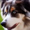 Aussie Malamute dog profile picture