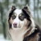 Aussie Siberian dog profile picture