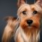 Aussie Silk Terrier dog profile picture