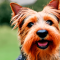 Ausztrál terrier kutya profilkép