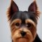 Australian Yorkshire Terrier kutya profilkép