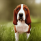 Basset Artésien Normand kutya profilkép