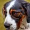 Basset Heeler dog profile picture