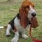 Basset Hound kutya profilkép