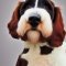 Bassetoodle dog profile picture