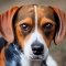 Beagle Heeler dog profile picture