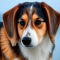 Beagle Sheltie dog profile picture