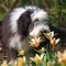 Bearded Collie dog profile picture