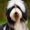 Beardoodle dog profile picture