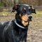 Beauceron dog profile picture