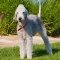 Bedlington Terrier dog profile picture