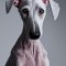 Bedlington Whippet dog profile picture