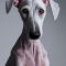 Bedlington Whippet dog profile picture