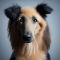 Belgian Shepadoodle dog profile picture