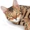 Bengal cat profile picture