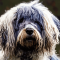 Bergamasco dog profile picture