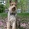 Berger Picard dog profile picture