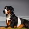 Berner Dane kutya profilkép