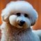 Bich-poo dog profile picture