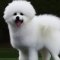 Bichomo dog profile picture
