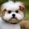 Bichon Yorkie dog profile picture