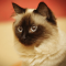 Birman cat profile picture