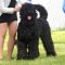 Black Russian Terrier dog profile picture