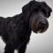 Black Russian Wolfhound Terrier dog profile picture