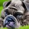 Blue Blood Cane Corso kutya profilkép