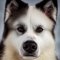 Border Akita Collie dog profile picture