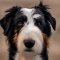 Border Collie Lakeland dog profile picture